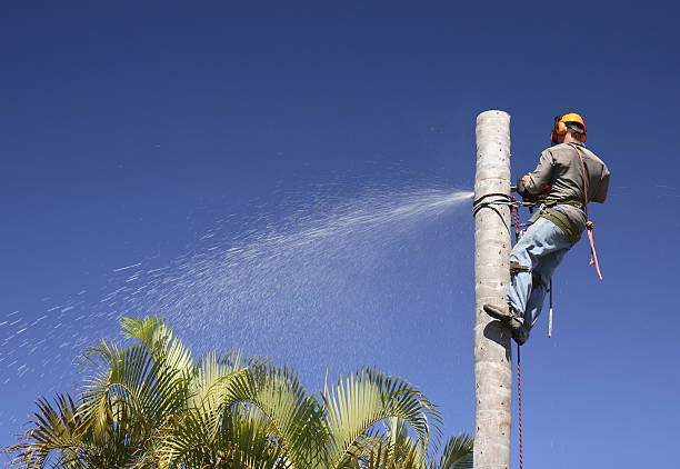 Professional Tree Removal Services in Graton, CA