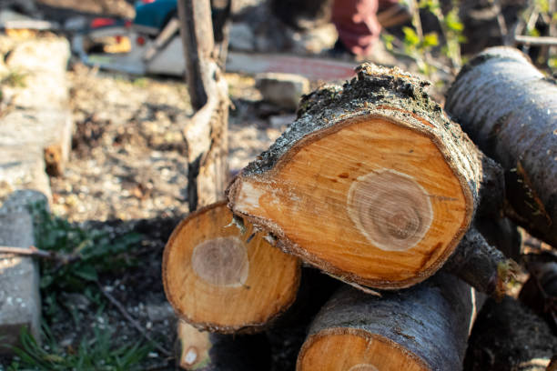 How Our Tree Care Process Works  in  Graton, CA